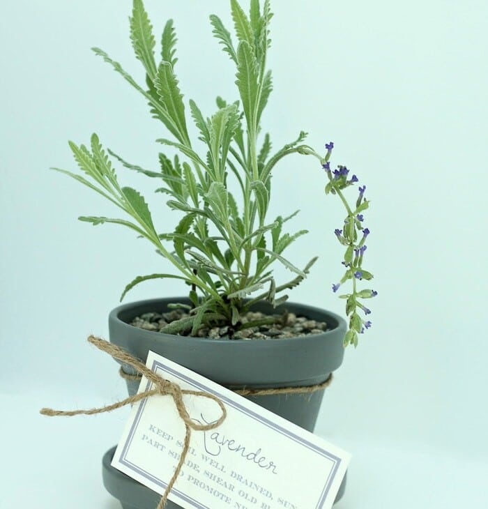 盆栽薰衣草是一个漂亮的乔迁礼物，配有免费打印的礼品标签