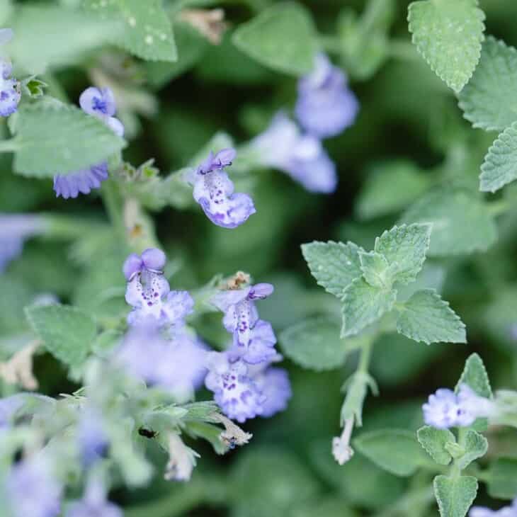 猫薄荷(nepeta faassenii)淡紫色蓝色花朵的特写。